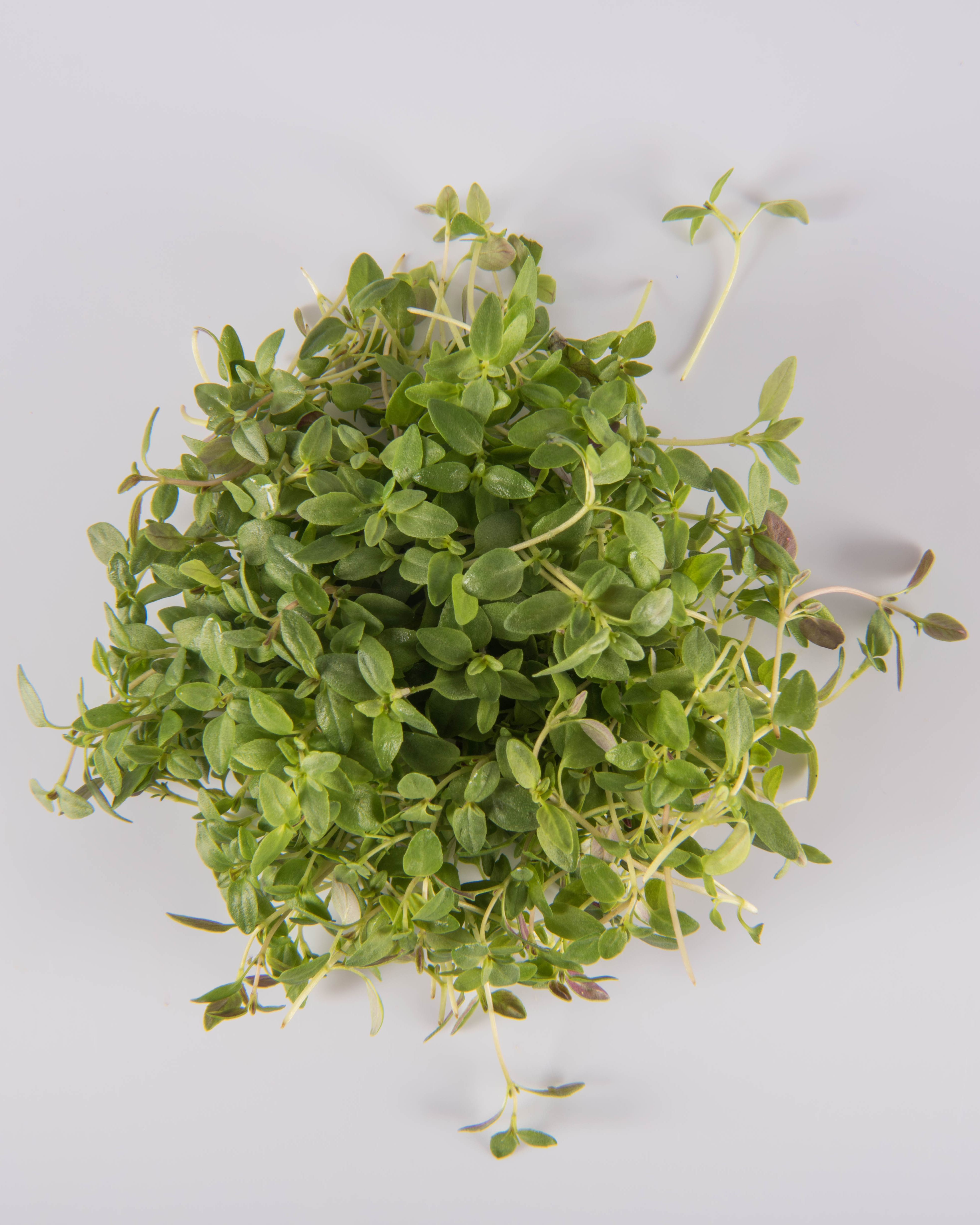 Thyme | The Chef's Garden