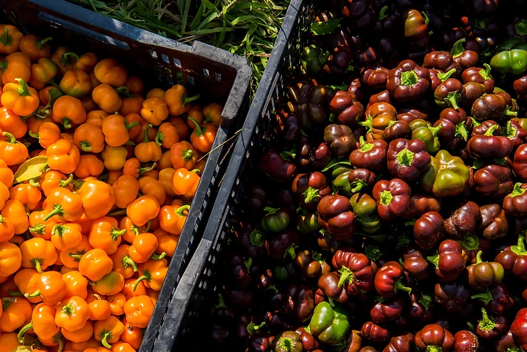 Sweet Pepper Marmalade: From the Blue Bin to Slices of Toast