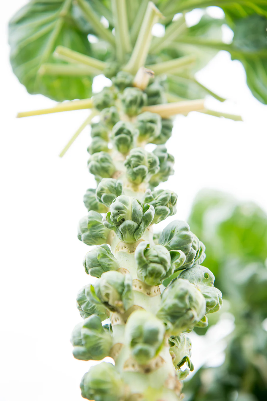 Sulforaphane Benefits for Women’s Health