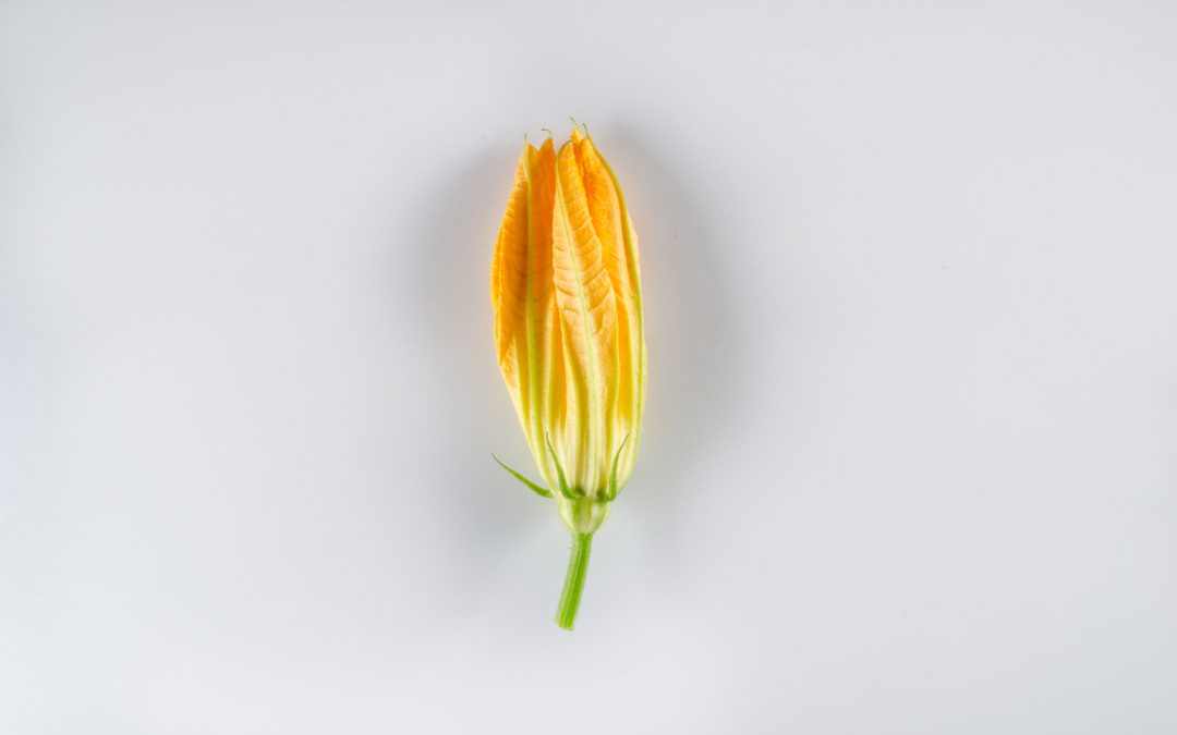 Summer is the Season for Squash