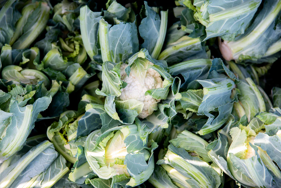 Fermented Vegetables Using Countertop Fermentation