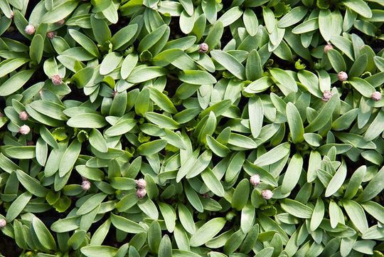 Cilantro Jalapeño Chaser