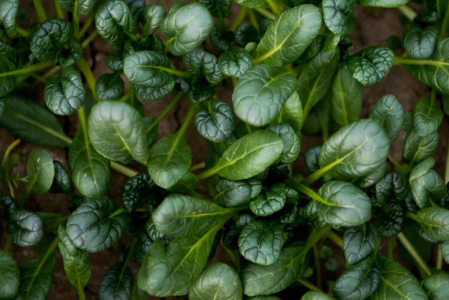 Best Fresh Vegetables for Gut Health and How to Eat More