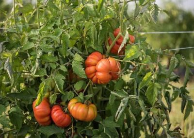 Farm Fresh Salsa