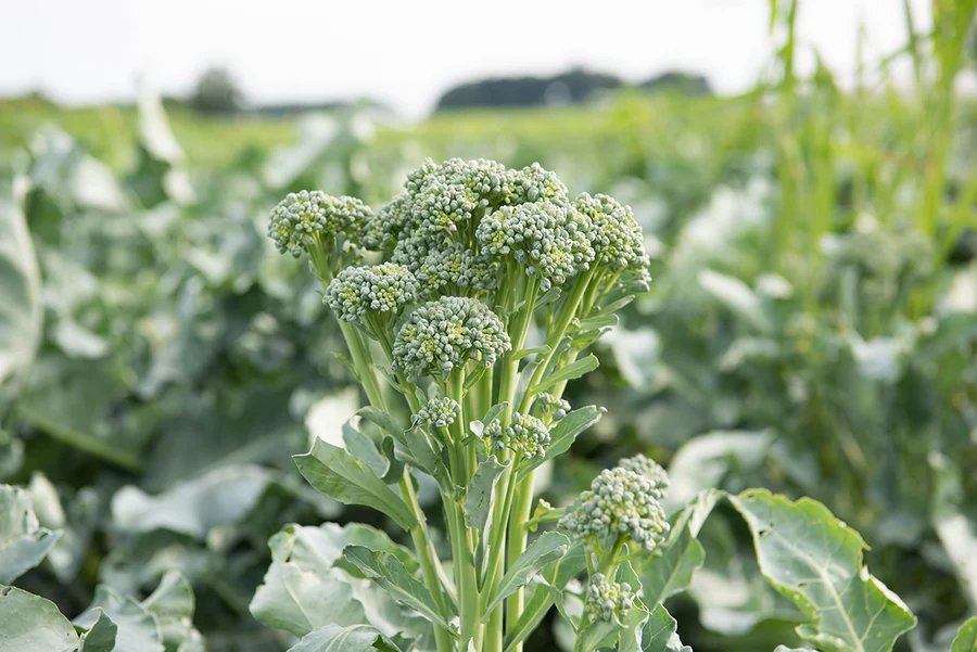 Cooking Cruciferous Vegetables