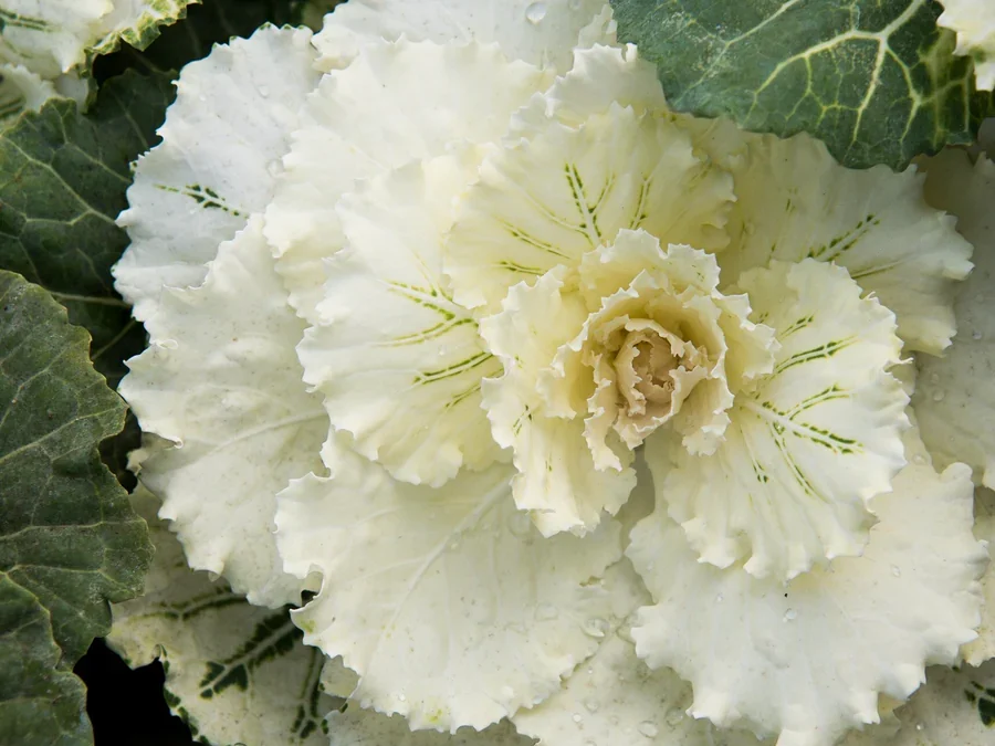 Regenerative Farming: Farmer Lee Talks About Yesterday, Today, and Tomorrow