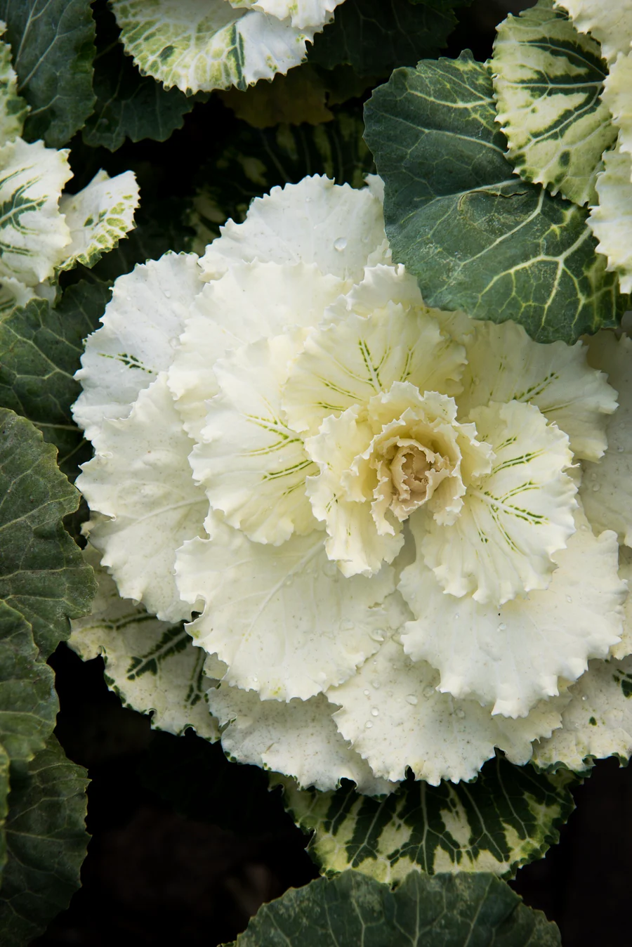 Regenerative Farming: Farmer Lee Talks About Yesterday, Today, and Tomorrow