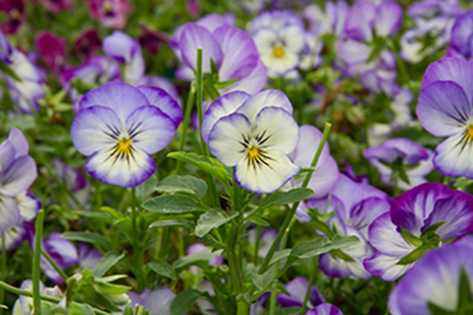 The Art of the Cocktail with Adam Seger