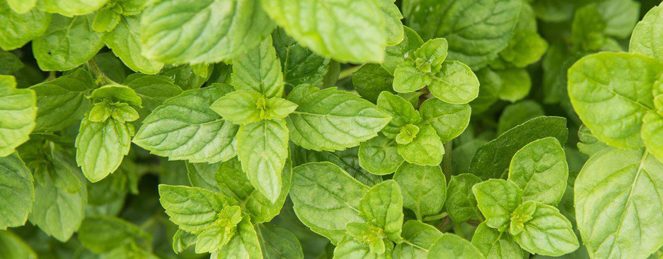 Art of the Cocktail with Bridget Albert