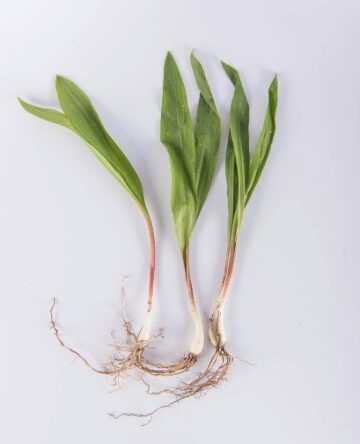 Ramps