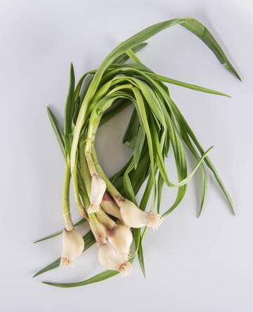 Garlic Shoot
