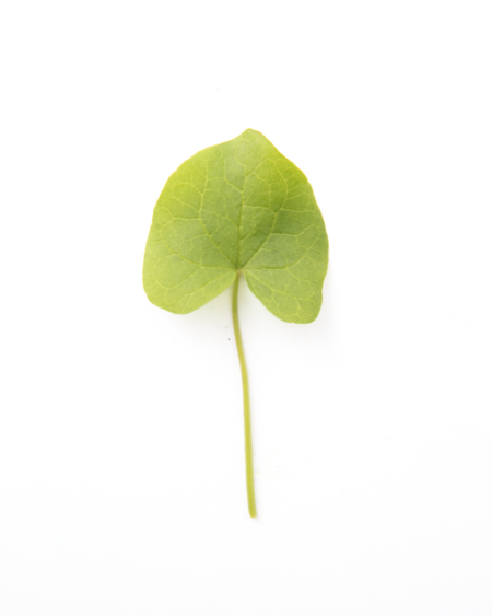 Alpine Sorrel