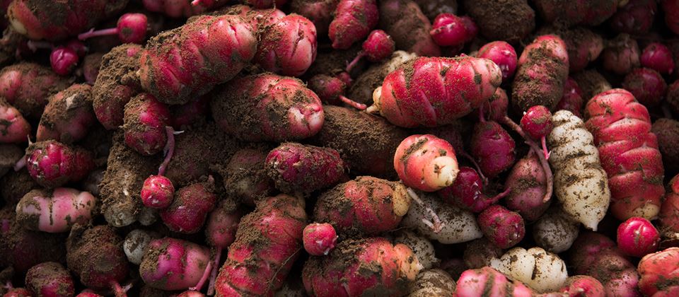 An Homage to Oca Vegetables