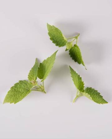 Anise Hyssop