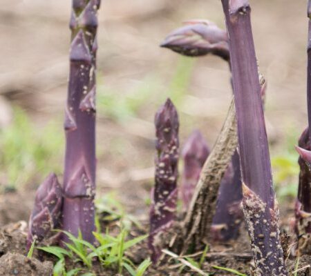 Edible Stems