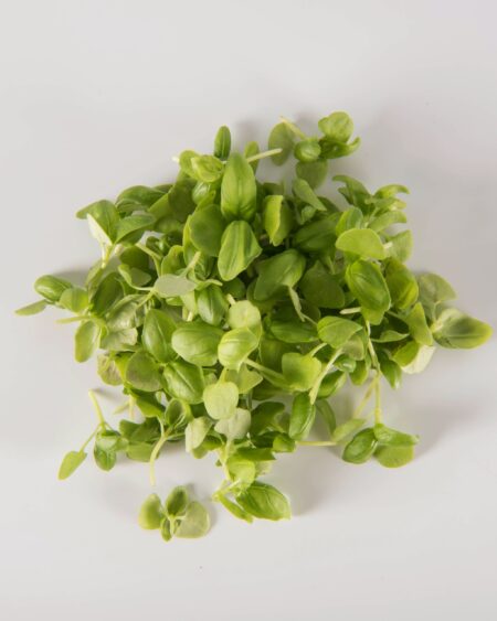 Basil Sampler