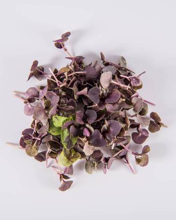 Opal Basil