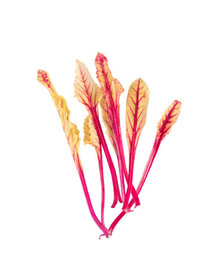 Beet Blush