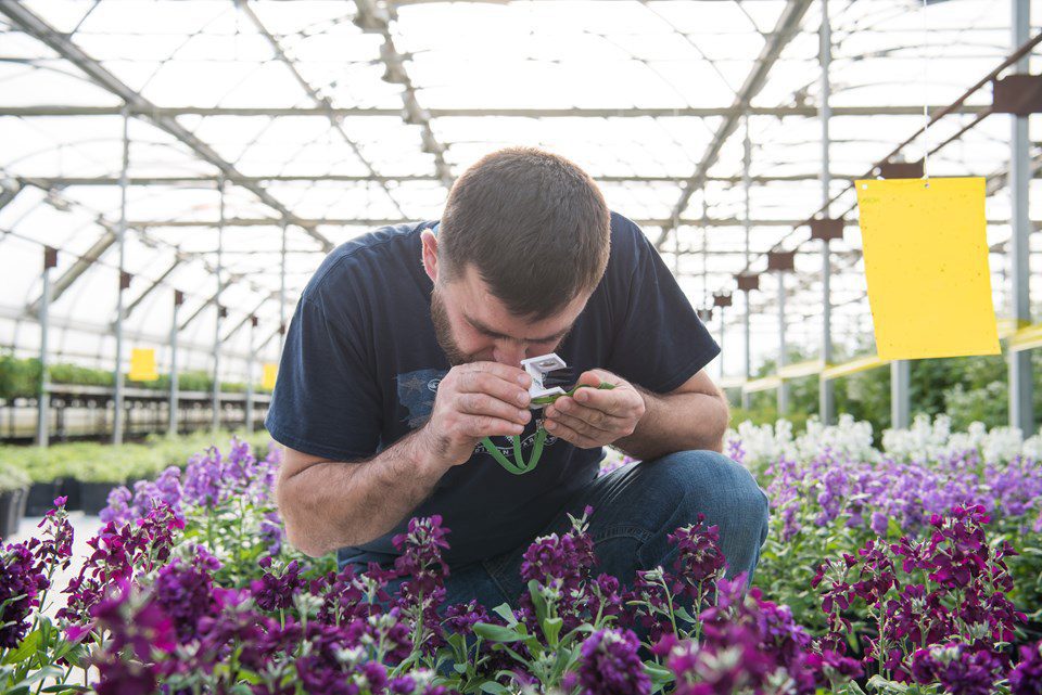 Beneficial Insects Patrol Greenhouse Plants for Pests