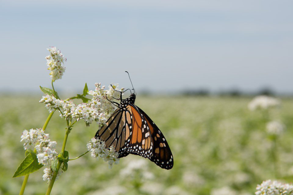 Benefits of Cover Crops: Giving Back to the Land