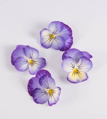 Blueberry Cheesecake Viola