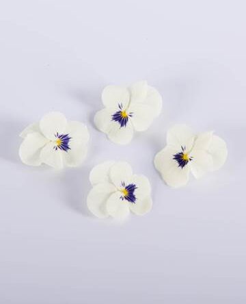 Blueberry Cream Viola