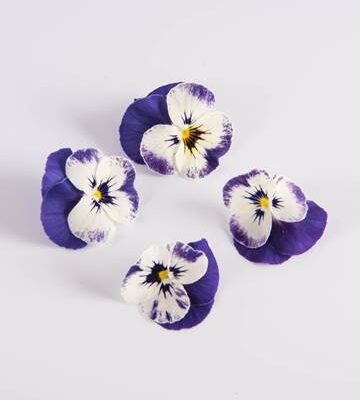 Blueberry Swirl Viola
