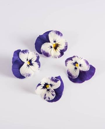 Blueberry Swirl Viola