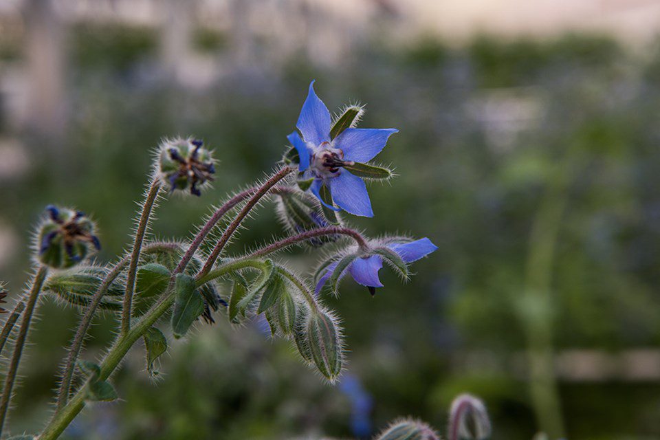 Borage Flowers: A Flavorful Burst of Color