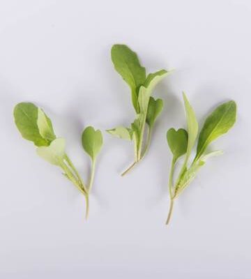 Bowtie Arugula