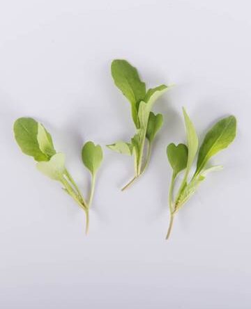 Bowtie Arugula