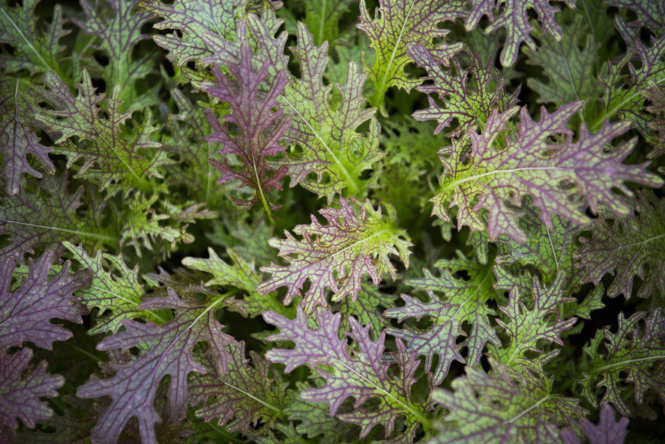 Brain Healthy Foods: Farm-Fresh Greens