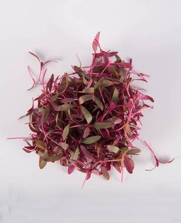 Burgundy Amaranth