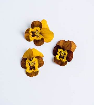 Burnt Honey Sorbet Viola