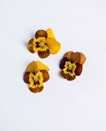 Burnt Honey Sorbet Viola