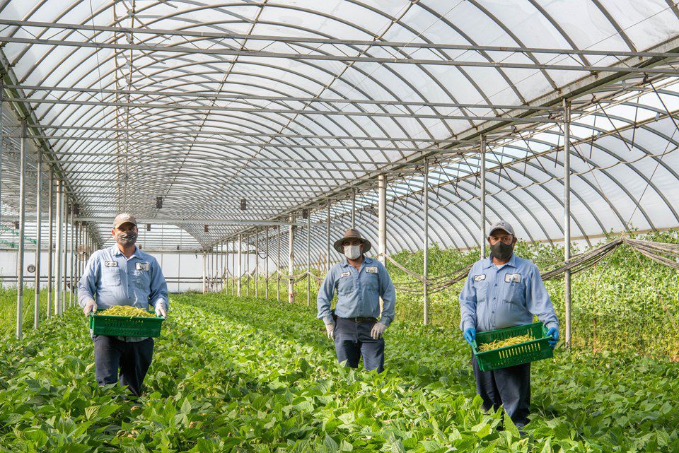 Chef and Farmer Relationships: Highlighting the Year 2020