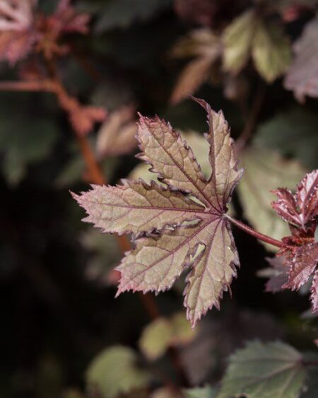 Leaves