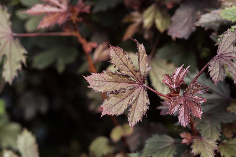 Chefs Love the Aesthetic Beauty of Edible Leaves