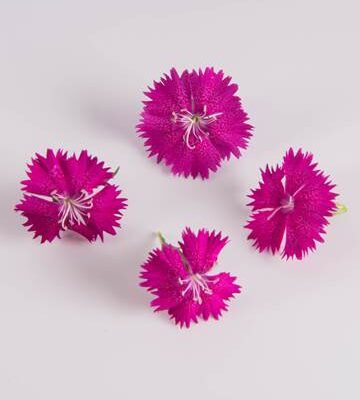 Chelsea Dianthus