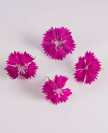 Chelsea Dianthus