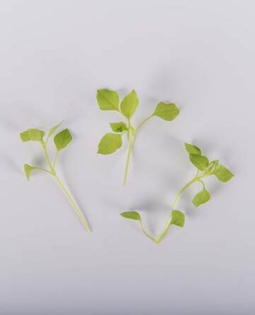Petite Chickweed