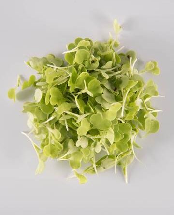 Chinese Cabbage