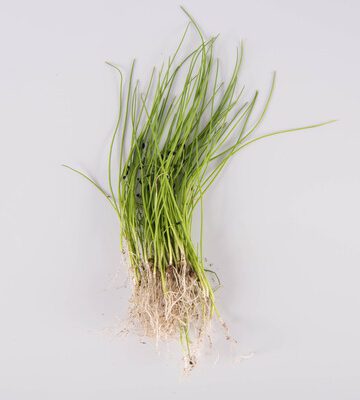 Chives