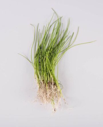 Chives