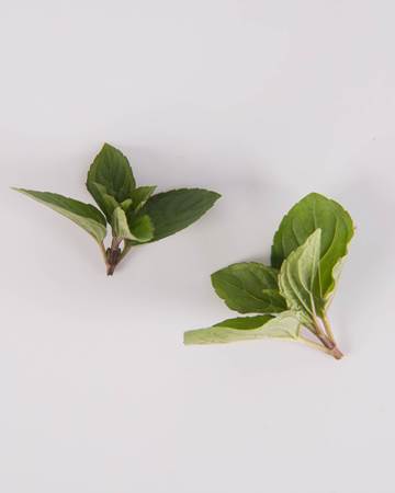 Chocolate Mint - Image 2
