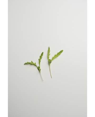 Chrysanthemum