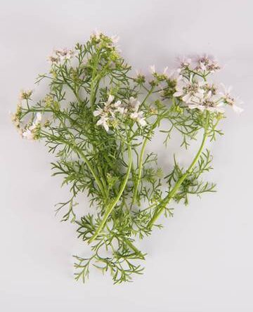 Citrus Coriander