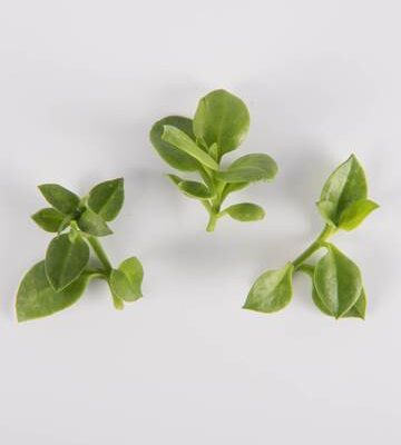 Citrus Crystal Lettuce