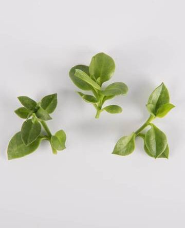 Citrus Crystal Lettuce