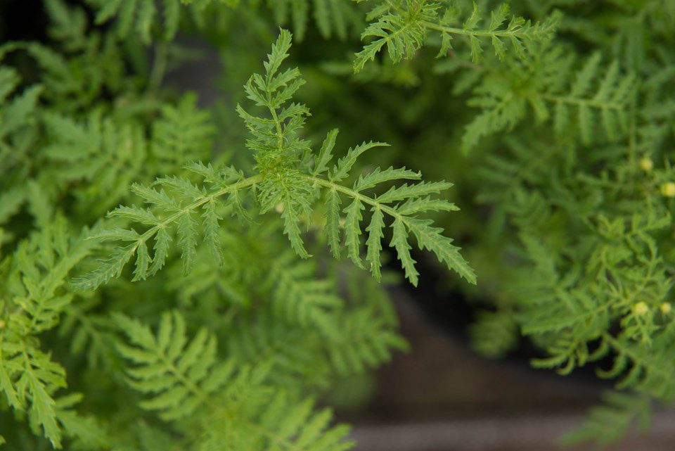 Citrus Lace: Undiscovered Beauty